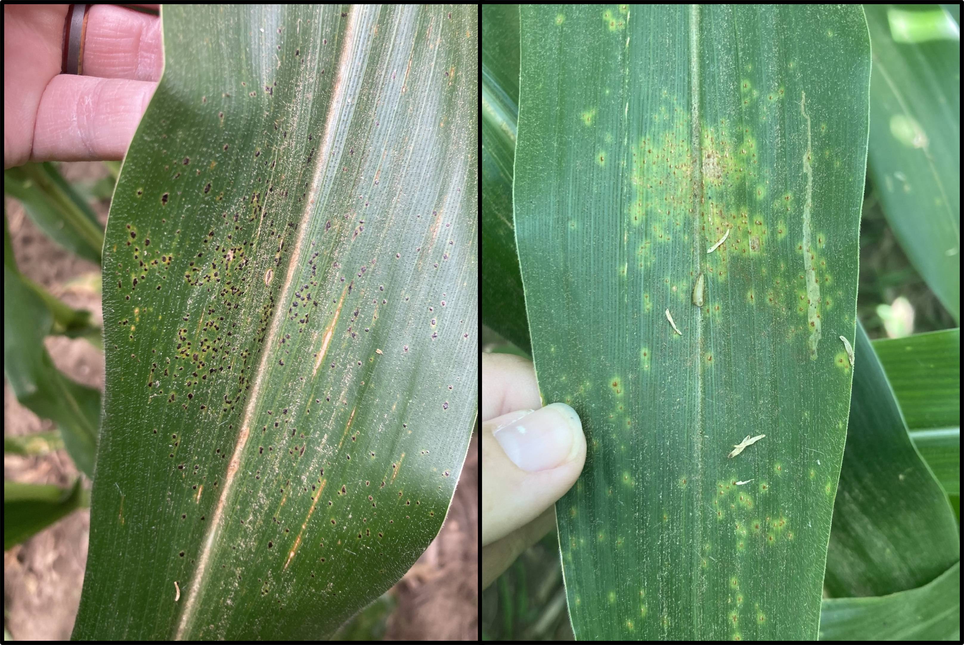 Side-by-side images of corn leaves showing disease symptoms. Left: tar spot with numerous small black specks. Right: southern rust with yellow-orange lesions scattered across the leaf.
